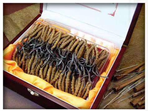 七星关冬虫夏草回收